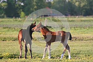 Two horse foals in field