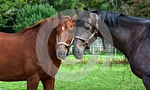 Two horse friends stand together. Head portrait