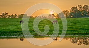 Two horse grazing near a pond with reflexion