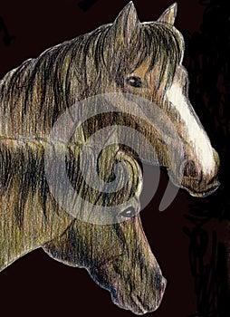 Two horse heads on a black background