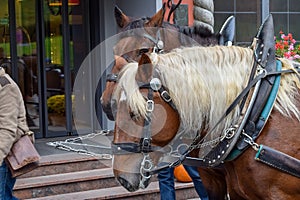 Two horse heads with a white mane with a harness