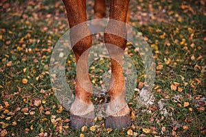 Two horse hooves of red color on a background of autumn grass