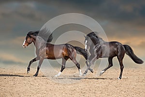 Two horse with long mane