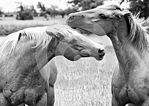 Two horse nuzzling