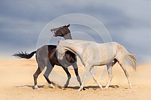 Two horse playing