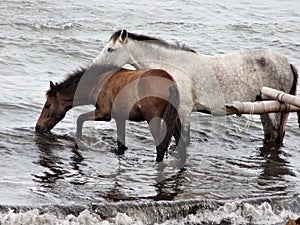 Two horse playing at the seaside on nicaragua beach
