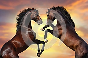 Two horse portrait against beautiful sky