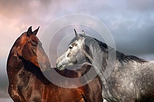 Two horse portrait