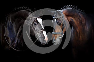 Two Horse portrait in bridle