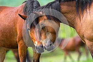 Two horse portrait close up