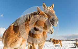 Two horse portrait close up in love, Horse love, Bohemian-Moravian Belgian horse in sunny day. Czech Republic