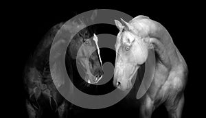 Two horse portrait