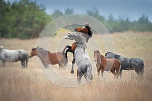 Two horse rearing up in herd