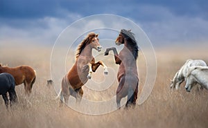 Two horse rearing up in herd