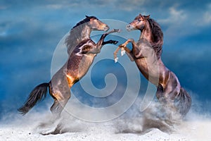 Two horse rearing up