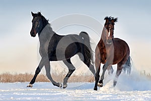 Two horse run