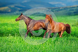 Two horse run free