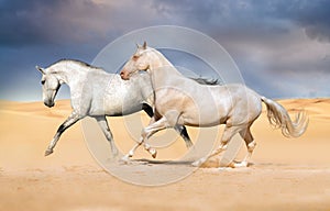 Two horse run gallop