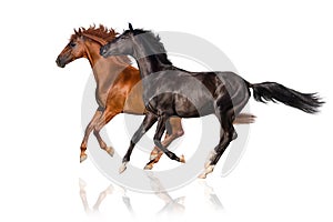 Two horse run gallop