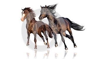 Two horse run gallop isolated