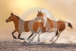 Horses run free in desert