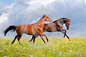 Two horse run at summer day