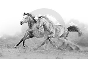 Two horse run on white