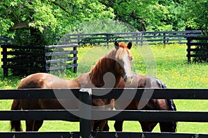 Two horses in a corral. photo