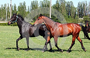 Two horses