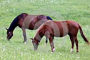 Two horses