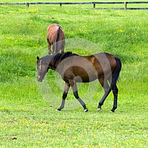 Two Horses