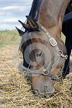 Two horses