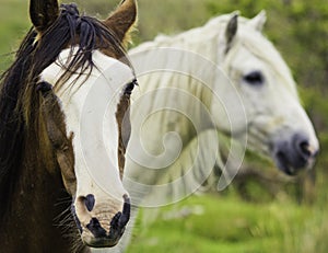 Zwei Pferde 
