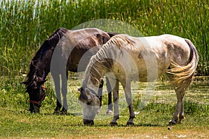 Two horses