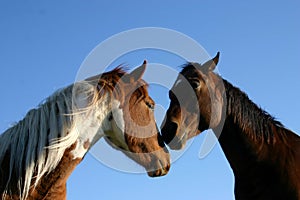 Dos caballos 