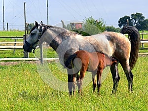 Two horses