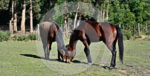 Two horses