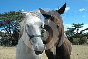 Due cavalli 