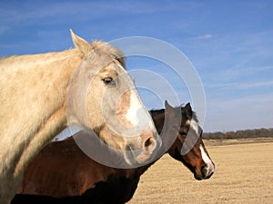 Two Horses