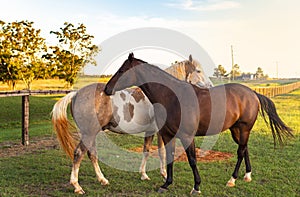 Two Horses Affectionate Together At Sunset