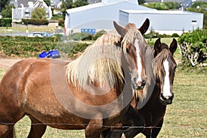 Two horses alooking into the camera