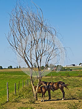 Two Horses in an Amish Farm