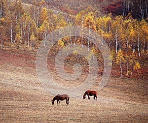 Two horses in autumn prairie