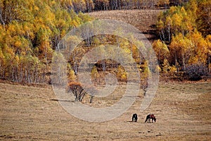 Two horses in autumn prairie