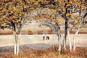 Two horses in autumn prairie