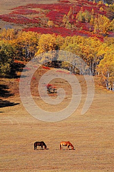 Two horses in autumn prairie