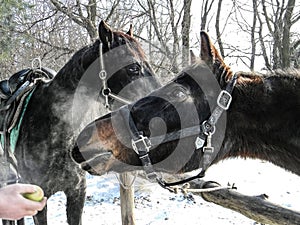 Two horses on a background of winter trees.