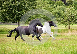Two horses, barock pinto black and black-and-white tobiano patterned, run at a full gallop in a green grass meadow