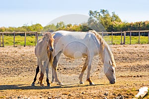 Two horses in a beautiful sunny day in Camargue, France