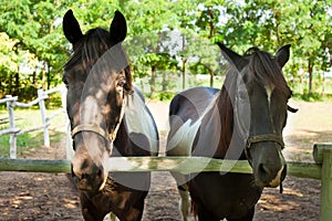 Two horses behind the fence